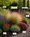 Image to render