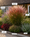Image to render