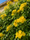 Image to render