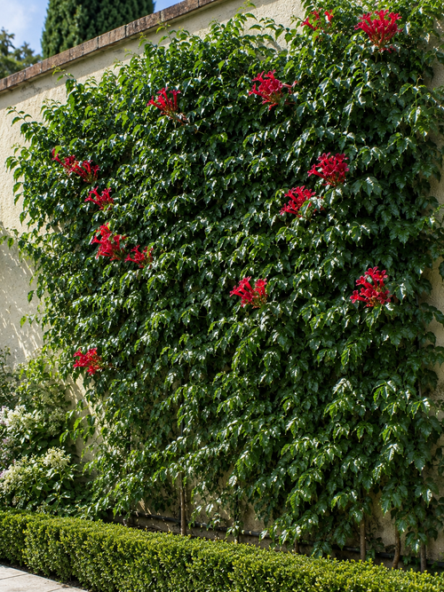 Bignone (Trompette de Virginie)
