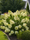 Image to render