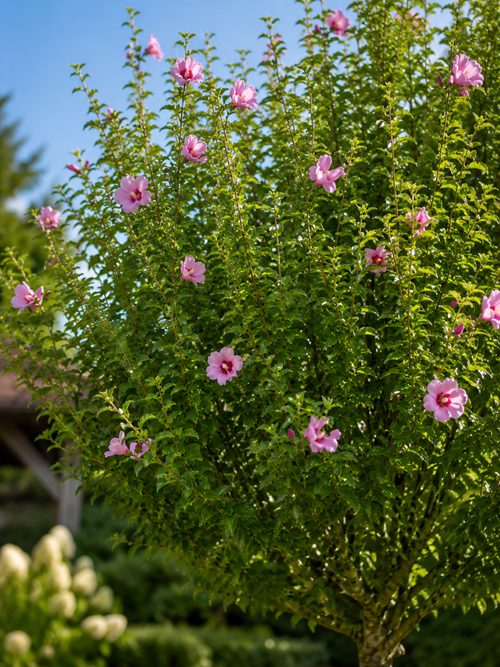 Hibiscus en tige (Hibiscus syriacus)