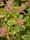 Image to render