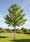 Image to render