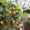 Citronnier Kumquat