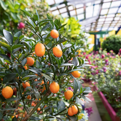 Citronnier Kumquat