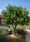 Image to render
