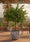Image to render