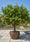 Image to render