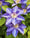 Image to render