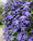 Image to render