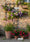 Image to render