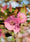 Image to render