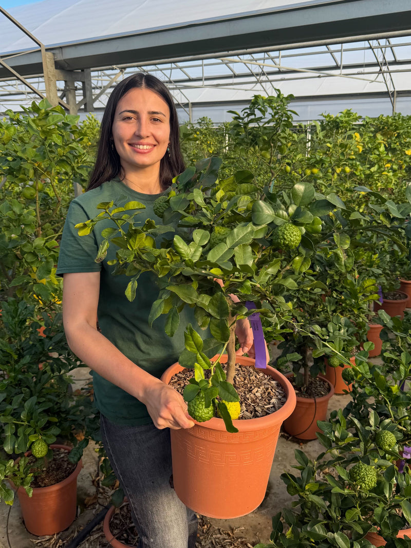 Citronnier Combava (Citrus Hystrix)