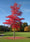 Image to render
