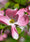 Image to render