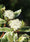 Image to render