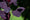 Image to render