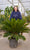 Cycas du Japon (Cycas Revoluta) 7 - Achat en ligne