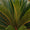 Image to render