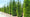 Image to render