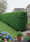 Image to render