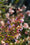 Image to render