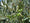 Image to render