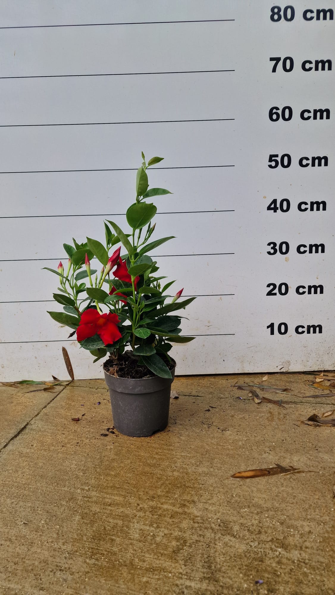 Dipladénia (Mandevilla) 4 - Achat en ligne