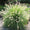 Herbe aux écouvillons (Pennisetum alopecuroides Hameln) 4 - Achat en ligne
