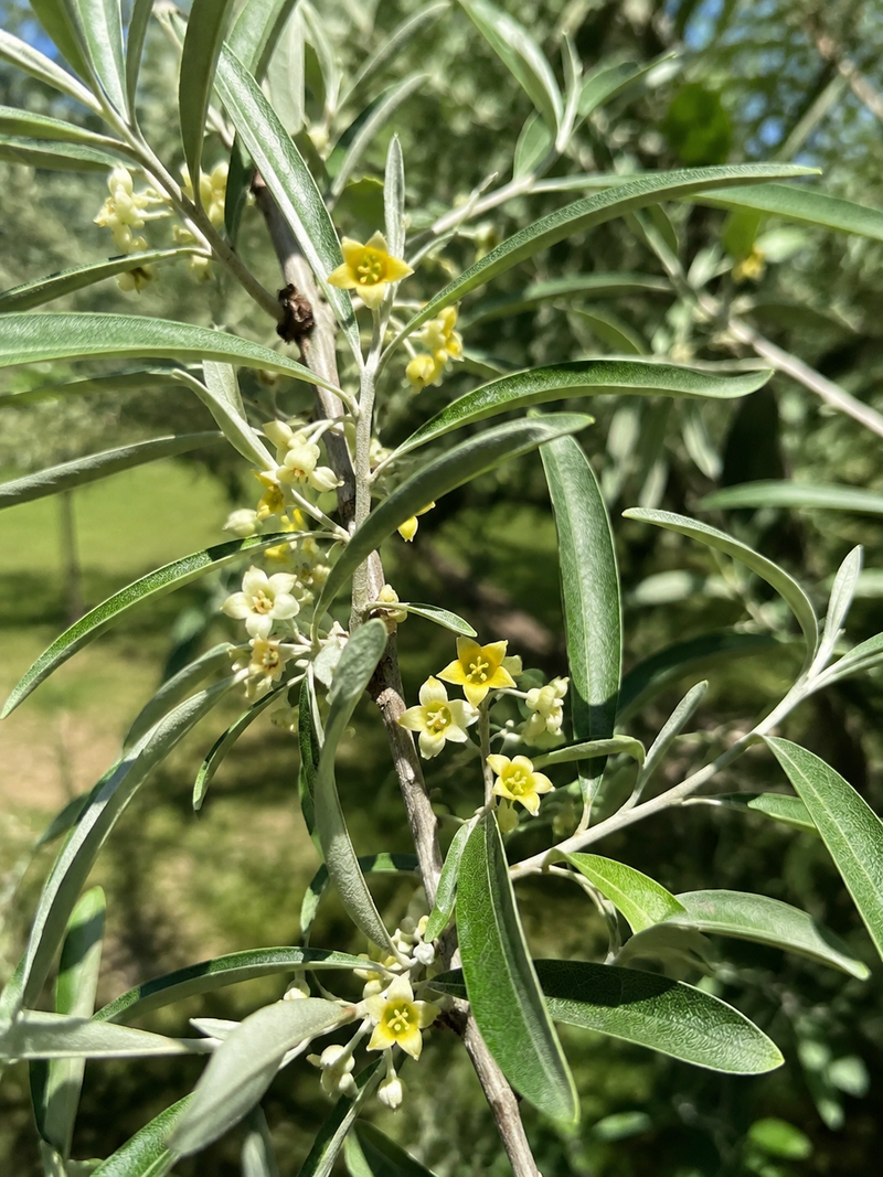 Olivier de Bohême (Elaeagnus angustifolia)