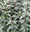 Elaeagnus Ebbingei (vert) 1 - Achat en ligne