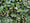Image to render
