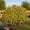 Image to render