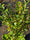Elaeagnus Ebbingei Viveleg (Panaché Jaune) 1 - Achat en ligne