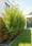 Image to render