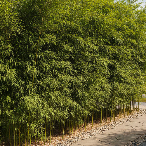 Fargesia Robusta Wolong