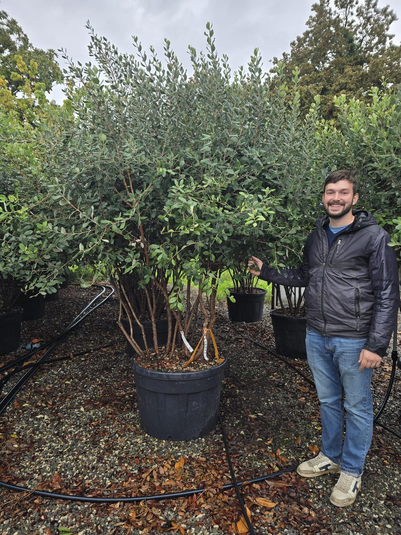 Goyavier du Brésil en Cépée remontée