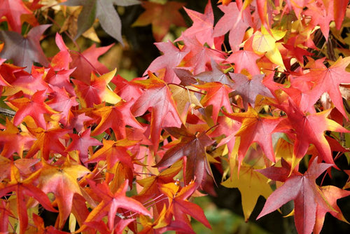 Liquidambar Gumball en demi-tige