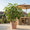 Image to render