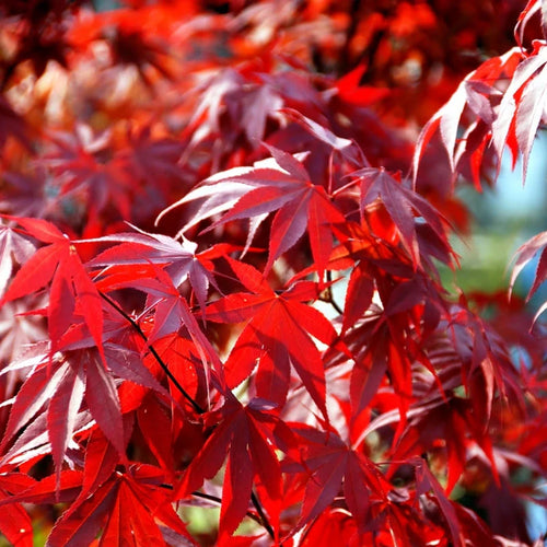 Acer Palmatum ‘Fireglow’
