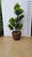 Pot 35L avec proposition Topiaire en Bonsai
