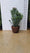 Pot Roma - 35/70/125/165/215/285/390/500L 11 - Achat en ligne
