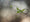 Image to render