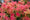 Image to render