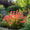 Image to render