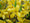 Forsythia 1 - Achat en ligne