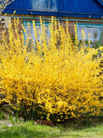 Forsythia 2 - Achat en ligne