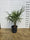 Palmier de Chine (Trachycarpus Fortunei) 17 - Achat en ligne
