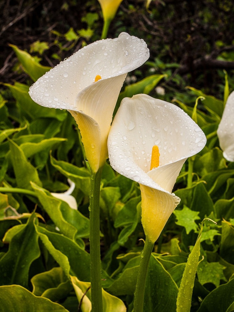 Arum (Calla aethiopica) 2 - Achat en ligne